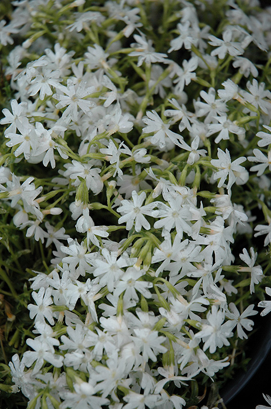 Snowflake Phlox (Phlox subulata 'Snowflake') at Plants Unlimited