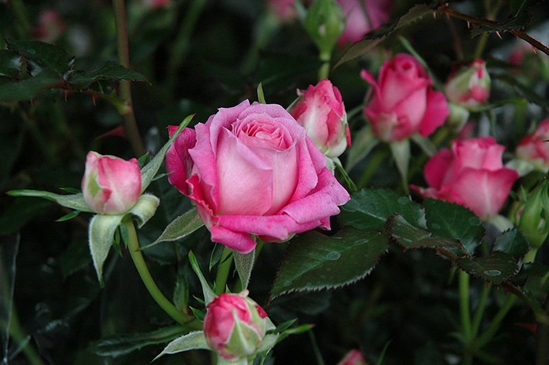 Candy Sunblaze Rose (Rosa 'Meidanclar') at Plants Unlimited