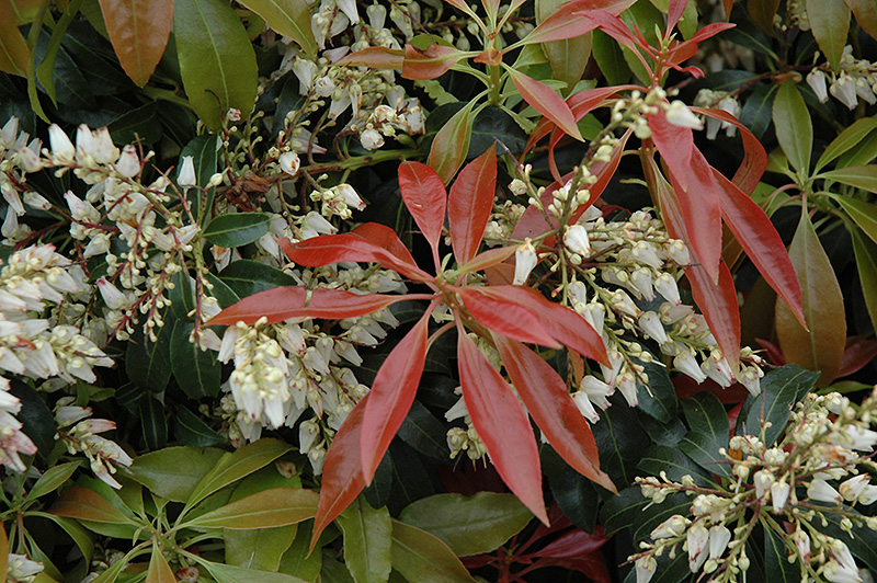 Scarlet O'Hara Japanese Pieris (Pieris japonica 'Scarlet O'Hara') at Plants Unlimited