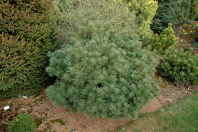 Minuta White Pine (Pinus strobus 'Minuta') at Plants Unlimited