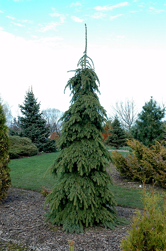 Weeping White Spruce (Picea glauca 'Pendula') at Plants Unlimited