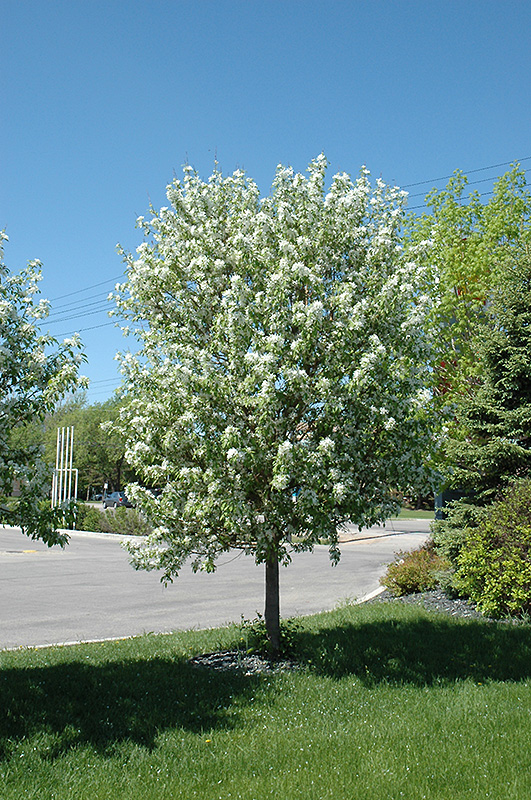 Spring Snow Flowering Crab (Malus 'Spring Snow') at Plants Unlimited