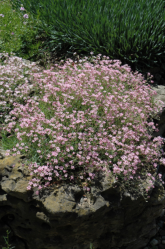 Pink Creeping Baby's Breath (Gypsophila repens 'Rosea') at Plants Unlimited