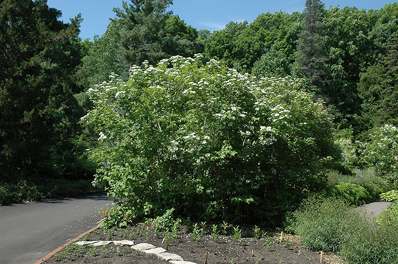 Wentworth Highbush Cranberry (Viburnum trilobum 'Wentworth') at Plants Unlimited