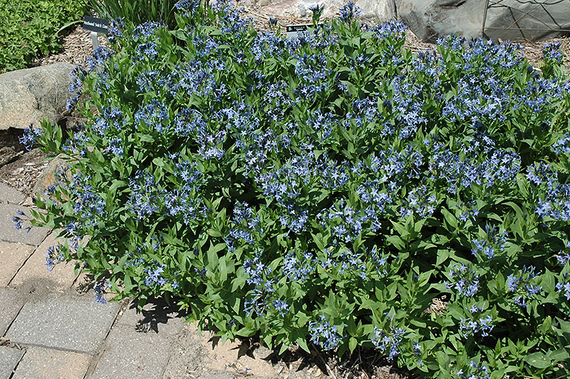 Blue Ice Star Flower (Amsonia tabernaemontana 'Blue Ice') at Plants Unlimited