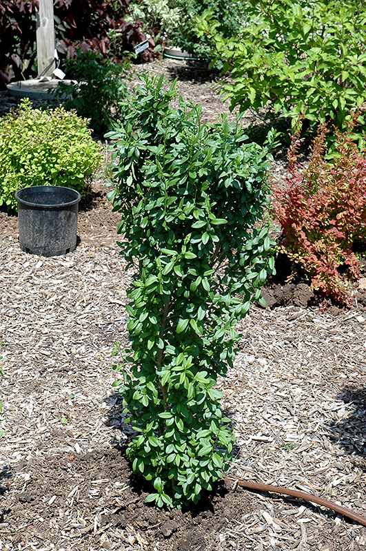 California Privet (Ligustrum ovalifolium) at Plants Unlimited