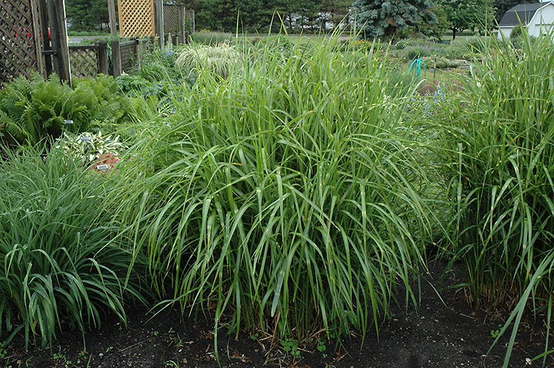 Porcupine Grass (Miscanthus sinensis 'Strictus') at Plants Unlimited