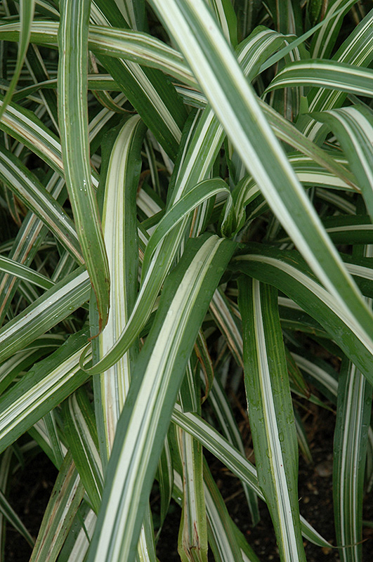 Cabaret Maiden Grass (Miscanthus sinensis 'Cabaret') at Plants Unlimited