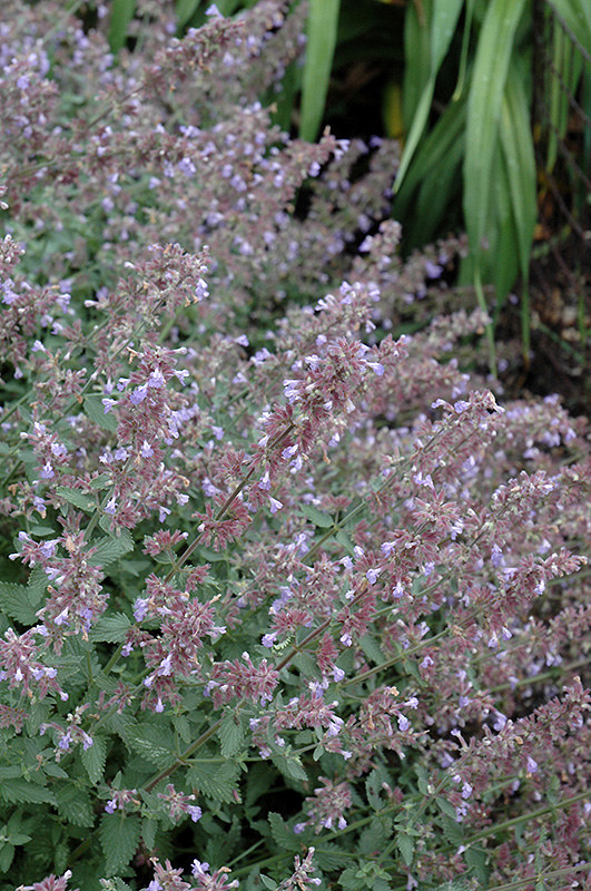 Cat's Meow Catmint (Nepeta x faassenii 'Cat's Meow') at Plants Unlimited