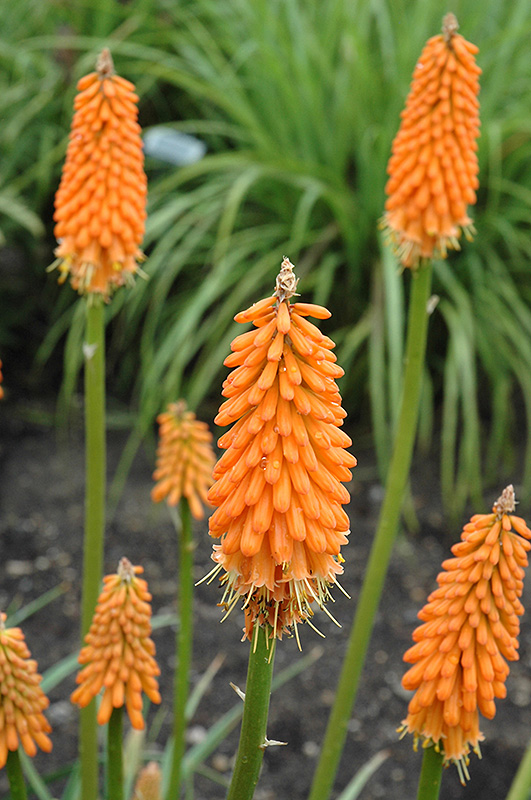 First Sunrise Torchlily (Kniphofia 'First Sunrise') at Plants Unlimited