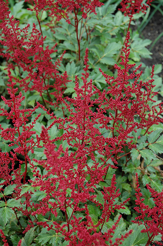 Red Sentinel Astilbe (Astilbe x arendsii 'Red Sentinel') at Plants Unlimited