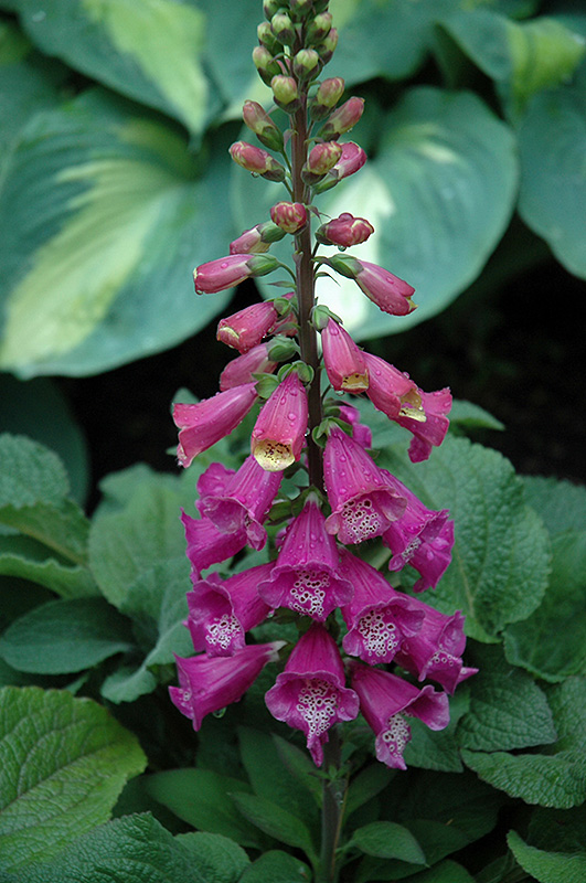 Candy Mountain Foxglove (Digitalis purpurea 'Candy Mountain') at Plants Unlimited