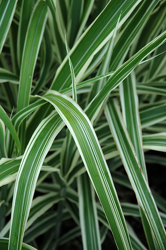 Cosmopolitan Maiden Grass (Miscanthus sinensis 'Cosmopolitan') at Plants Unlimited