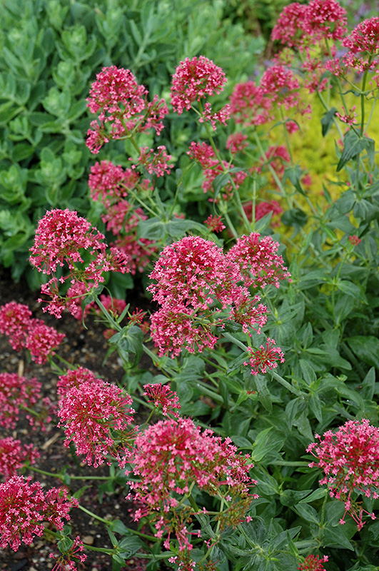 Red Valerian (Centranthus ruber 'Coccineus') at Plants Unlimited