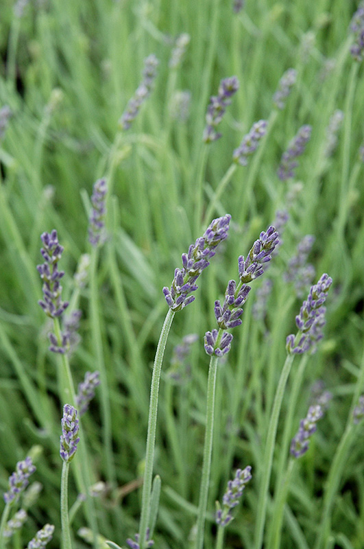 Silver Mist Lavender (Lavandula angustifolia 'Silver Mist') in