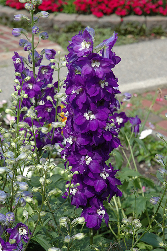 Purple Passion Larkspur (Delphinium 'Purple Passion') at Plants Unlimited