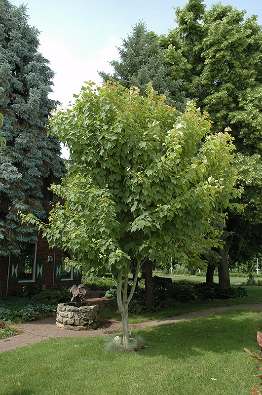 Moosewood (Acer pensylvanicum) at Plants Unlimited