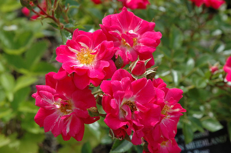 Crimson Meidiland Rose (Rosa 'Meizerbil') at Plants Unlimited