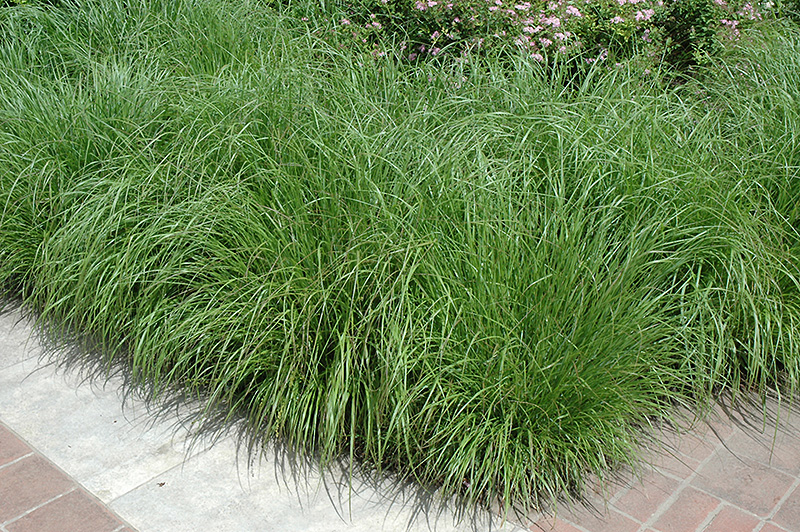 Fountain Grass (Pennisetum alopecuroides) at Plants Unlimited