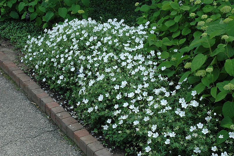 White Cranesbill (Geranium sanguineum 'Album') at Plants Unlimited