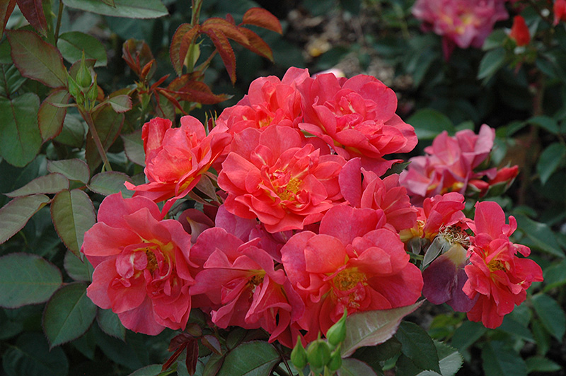 Cinco de Mayo Rose (Rosa 'Cinco de Mayo') at Plants Unlimited