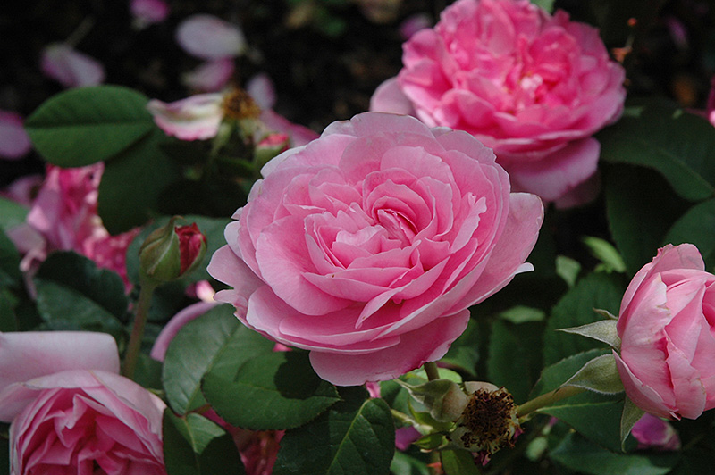Gertrude Jekyll Rose (Rosa 'Gertrude Jekyll') at Plants Unlimited