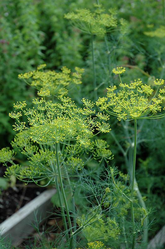Dill (Anethum graveolens) at Plants Unlimited