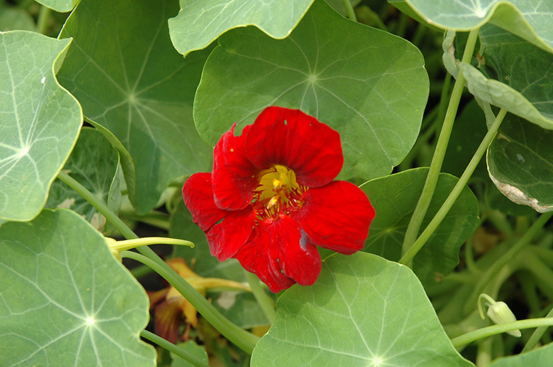 Crimson Emperor Nasturtium (Tropaeolum majus 'Crimson Emperor') at Plants Unlimited