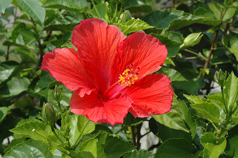 Red Hibiscus (Hibiscus rosa-sinensis 'Red') at Plants Unlimited