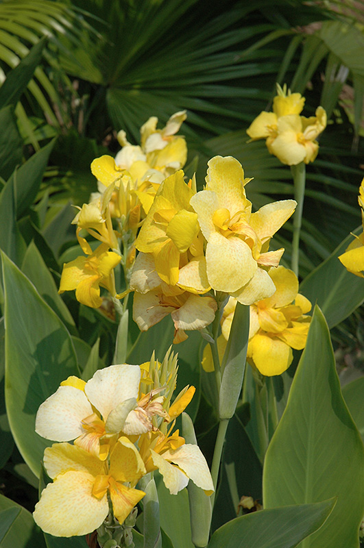 Cannova Yellow Canna (Canna 'Cannova Yellow') at Plants Unlimited