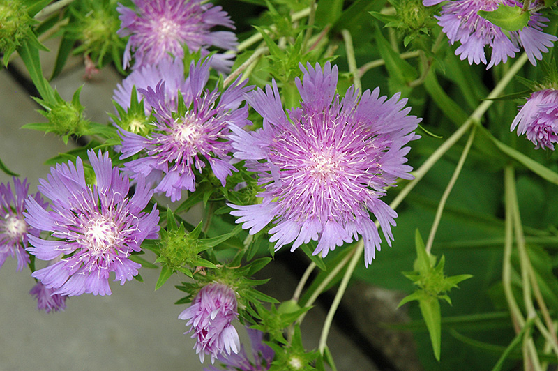 Stoke's Aster (Stokesia laevis) at Plants Unlimited