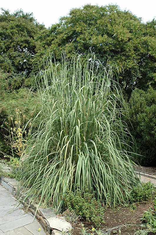 Ravenna Grass (Erianthus ravennae) at Plants Unlimited