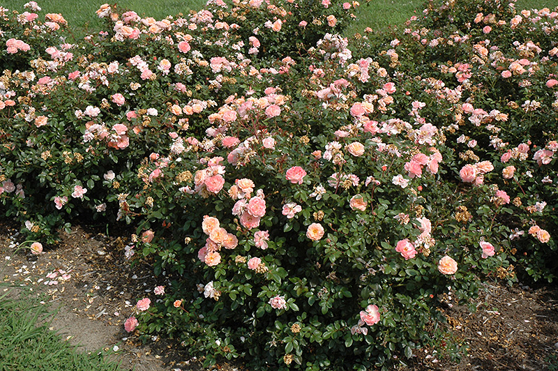 Apricot Drift Rose (Rosa 'Meimirrote') at Plants Unlimited