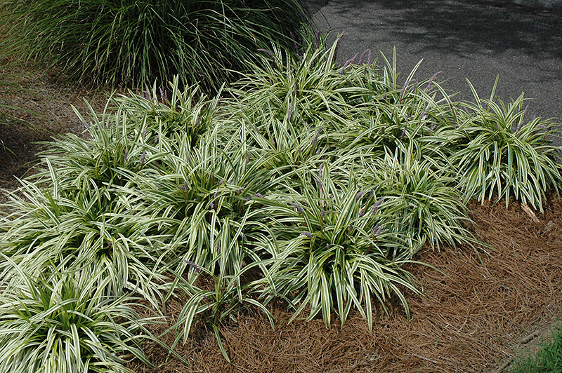 Variegata Lily Turf (Liriope muscari 'Variegata') at Plants Unlimited