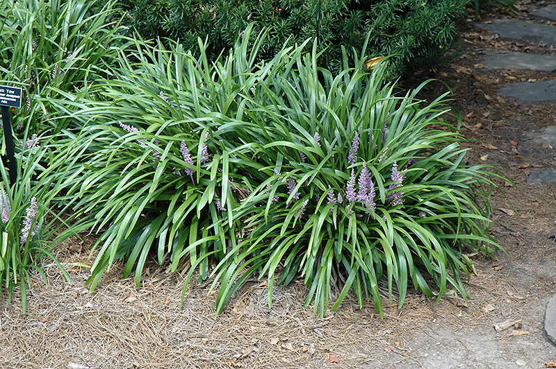 Lily Turf (Liriope muscari) at Plants Unlimited