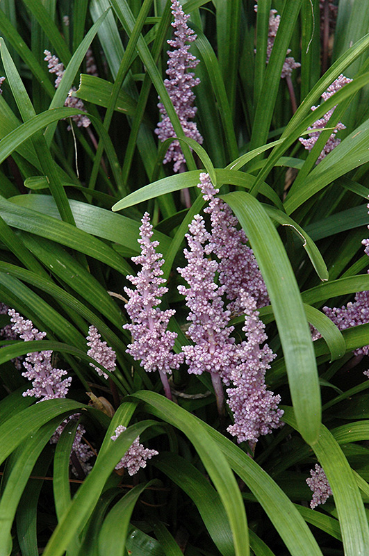 Lily Turf (Liriope muscari) at Plants Unlimited
