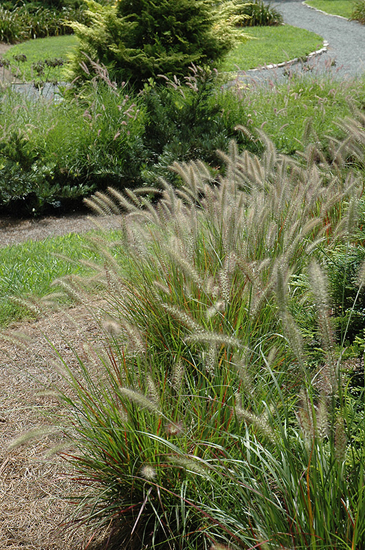 Cassian Dwarf Fountain Grass (Pennisetum alopecuroides 'Cassian') at Plants Unlimited