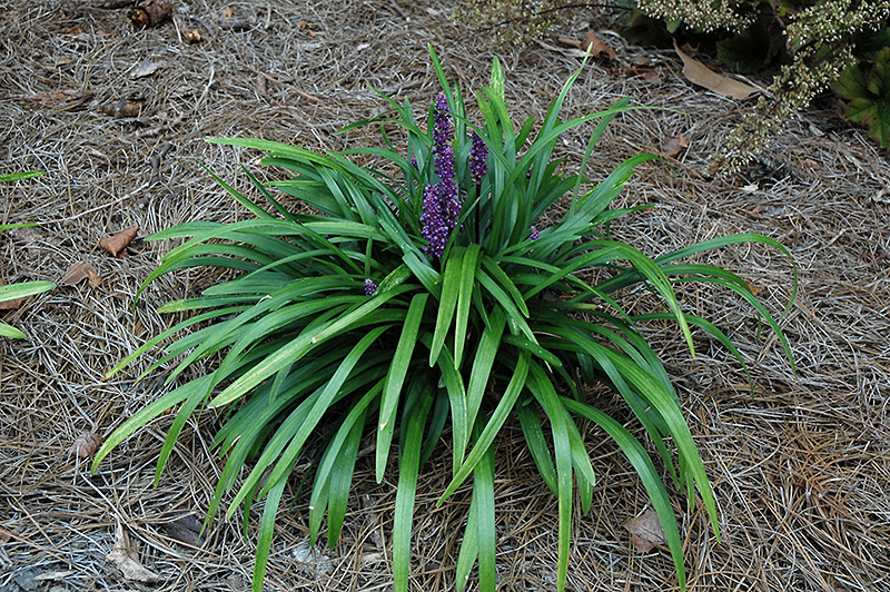 Royal Purple Lily Turf (Liriope muscari 'Royal Purple') at Plants Unlimited