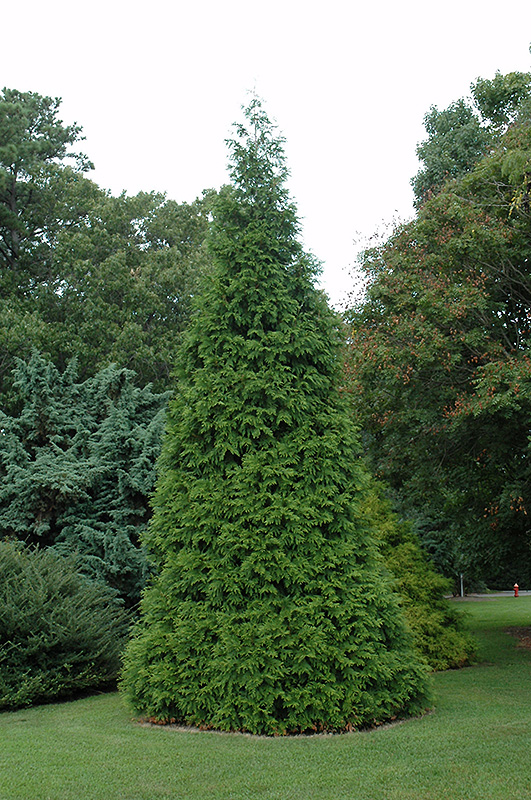Green Giant Arborvitae (Thuja 'Green Giant') at Plants Unlimited