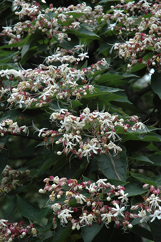 Harlequin Glorybower (Clerodendrum trichotomum) at Plants Unlimited