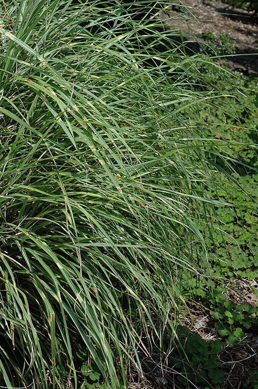 Little Zebra Dwarf Maiden Grass (Miscanthus sinensis 'Little Zebra') at Plants Unlimited