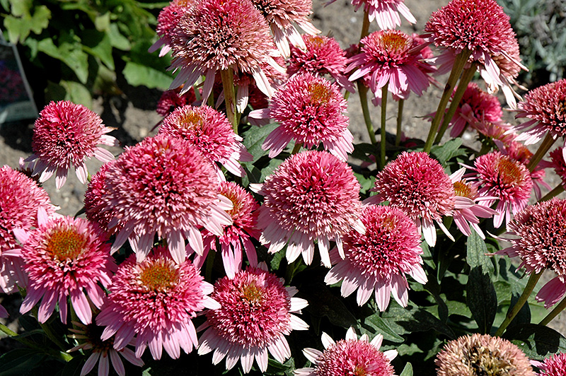 Butterfly Kisses Coneflower (Echinacea purpurea 'Butterfly Kisses') at Plants Unlimited