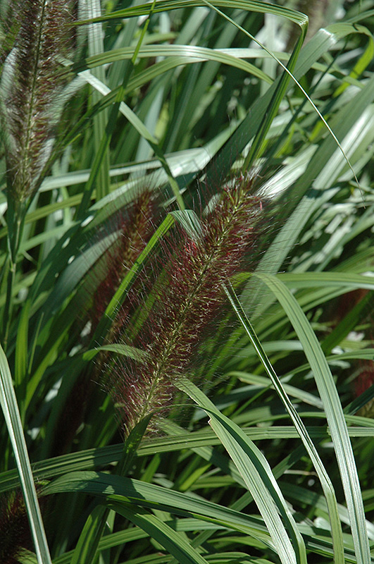 Red Head Fountain Grass (Pennisetum alopecuroides 'Red Head') at Plants Unlimited