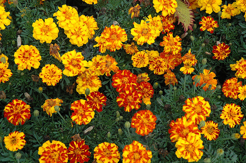 Durango Bolero Marigold (Tagetes patula 'Durango Bolero') at Plants Unlimited