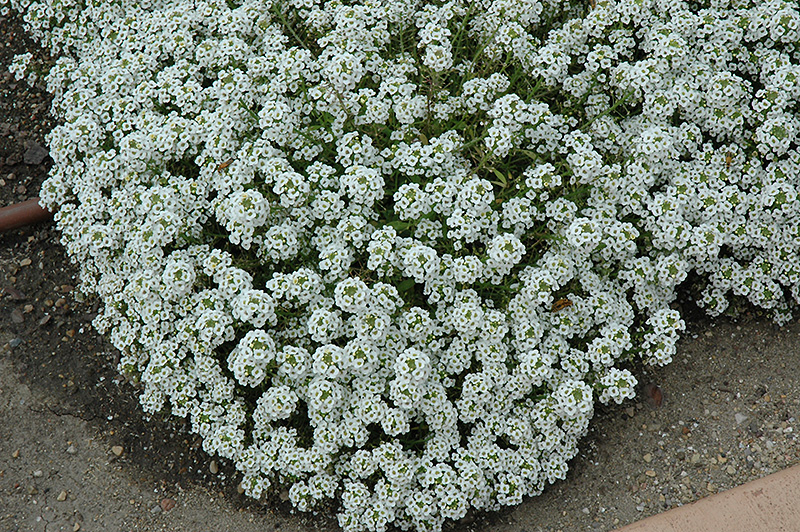 Clear Crystal White Sweet Alyssum (Lobularia maritima 'Clear Crystal White') at Plants Unlimited