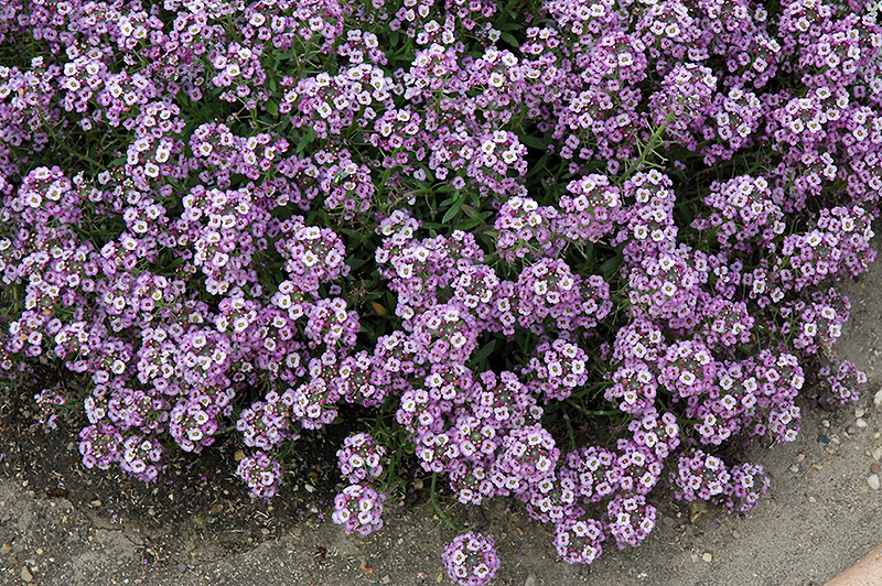 Clear Crystal Lavender Shades Sweet Alyssum (Lobularia maritima 'Clear Crystal Lavender Shades') at Plants Unlimited