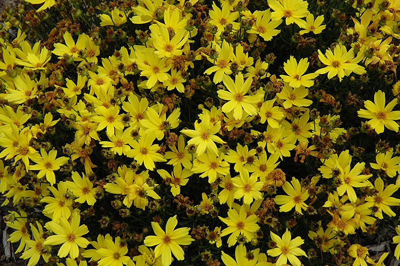 Citrine Tickseed (Coreopsis 'Citrine') at Plants Unlimited