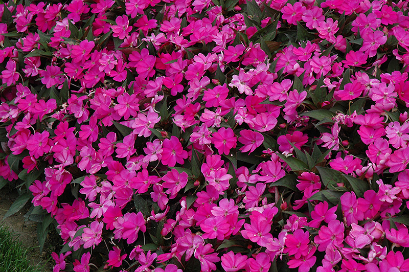 SunPatiens Compact Lilac New Guinea Impatiens (Impatiens 'SunPatiens Compact Lilac') at Plants Unlimited