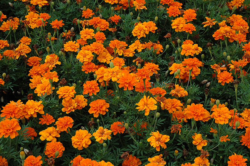 Durango Tangerine Marigold (Tagetes patula 'Durango Tangerine') at Plants Unlimited