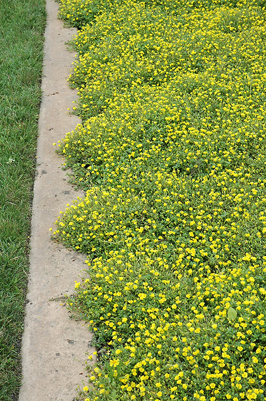 Magic Carpet Yellow Mecardonia (Mecardonia 'Magic Carpet Yellow') at Plants Unlimited